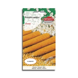 KUKURYDZA PŁOMYK Nasiona Pękająca Popcorn